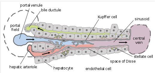 Szövettan Sejttípus Elhelyezkedés Funkció Jellegzetesség Hepatocita Májsejtgerendák 1.Metabolikus 2.