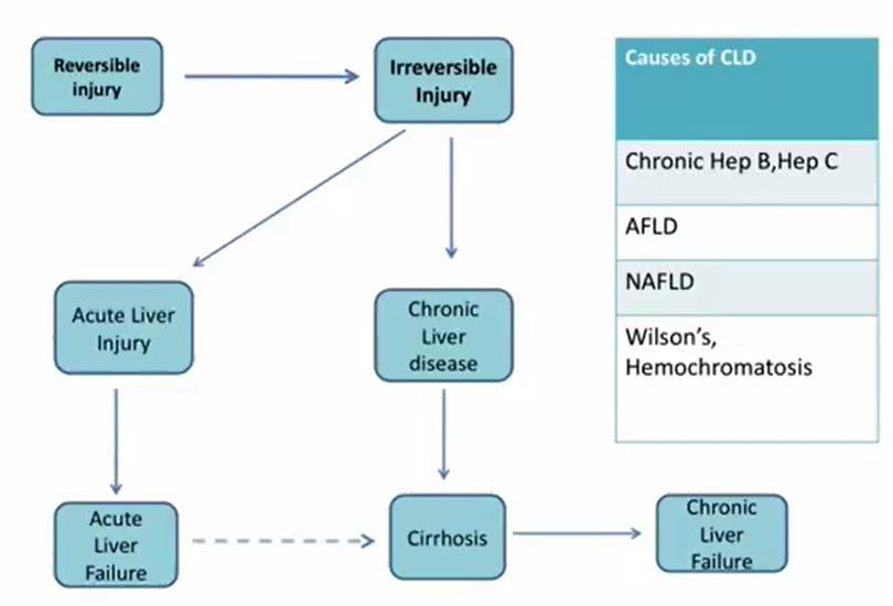 B/56. Májelégtelenség Reverzibilis károsodás Irreverzibilis károsodás Akut májkárosodás Krónikus májbetegség Akut májelégtelenség?