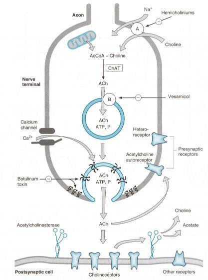 Neurotranszmitterek kémiai csoportosítása Klasszikus, kismolekulájú neurotranszmitterek Acetil-kolin Biogén aminok Katekolaminok: dopamin, adrenalin, noradrenalin Szerotonin