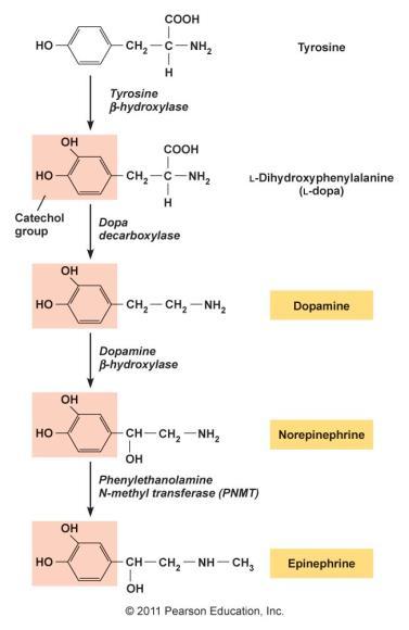 Katekolaminok szintézise és metabolizmusa DOPAMIN