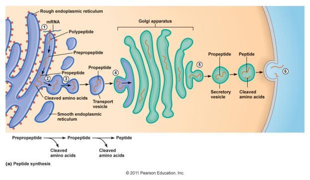 Peptidek szintézise 1. A prepropeptid a szintézist követően a durva felszínű endoplazmás (DER) retikulumba kerül 2. Proteolitikus enzimek lehasítanak néhány aminosavat, kialakul a propeptid 3.