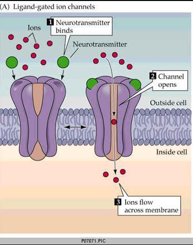 Tetramer vagy pentamer szerkezet A receptor maga egy ioncsatorna Ligand kötése (1.) konformáció változás ioncsatorna nyílik (2.