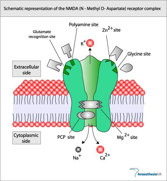 NMDA receptor-komplex sematikus ábrázolása Glutamát kötőhely