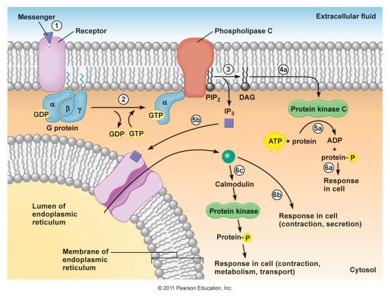 proteinkináz G enzim (PKG) Pl.: (atrialis natriuretikus peptid (ANP) receptor; NO Metabotróp receptorok III/2.