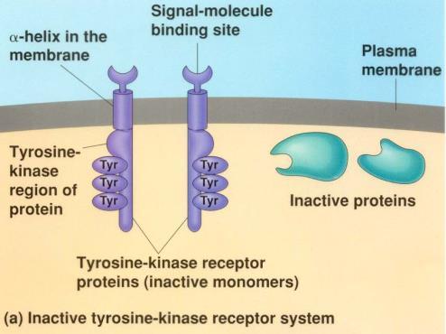 Enzim- vagy enzimhez kapcsolt receptorok 1 TM