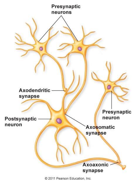 Interneuronális szinapszisok ~ 2 000 szinapszis / neuron Konvergencia, divergencia elv CNS: 10 11 neuron 2 x 10 14 szinapszis Axo-dendritikus szinapszis Axo-szomatikus szinapszis