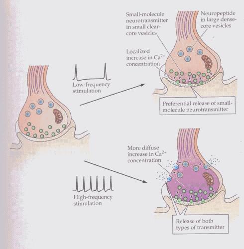 H + -Neurotranszmitter antiporter Neurotranszmitter felvétele a vezikulumba Aktív zónához közeledés Dokkolás az axonterminál membránján Kalcium-aktivált exocitózis Clathrin-mediált vezikulum