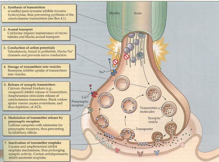 Transzmitter-felszabadulás és hatás preszinaptikus módosításának lehetőségei 1. Transzmitter szintézis befolyásolása Pl.