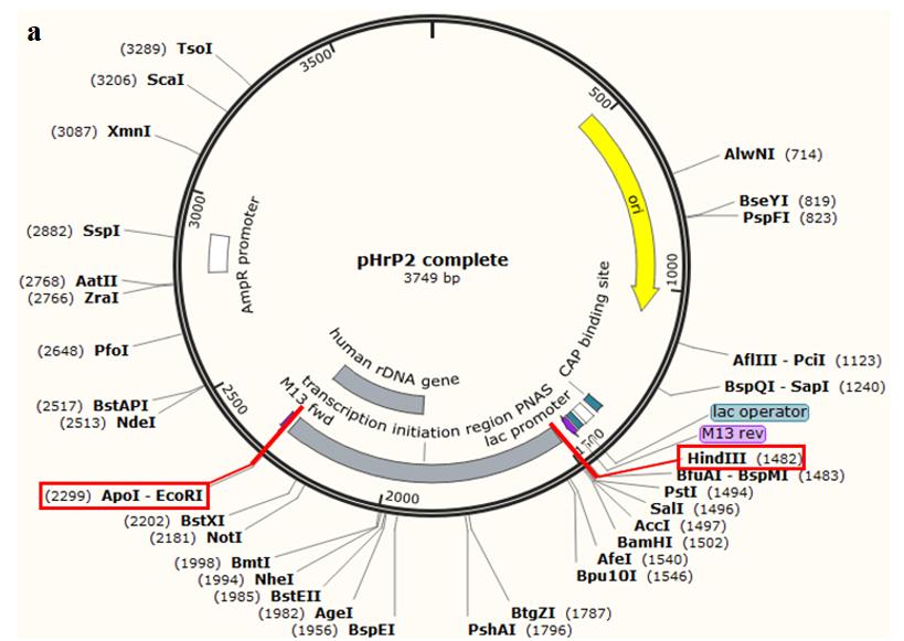 Figure S6. Plasmid Maps of phrp2 (a) and YIPlac211-TG-1 (b).