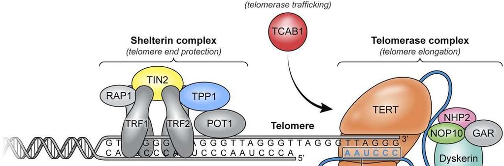 Components of telomere