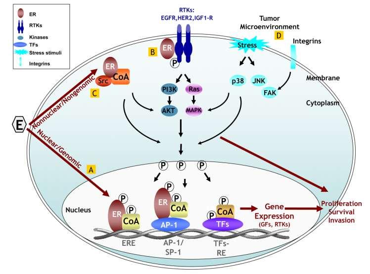 ER action and signaling ERE= estrogen receptor elements AP-1/SP-1= DNA responsive sites