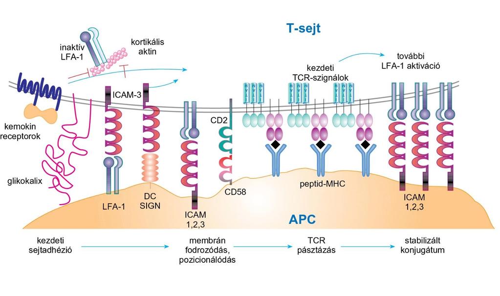 Az APC-T-sejt immunológiai szinapszis kialakulása Az APC és a T-limfocita membránjának érintkező részét, ahol a stabilizált raftok és a már aktiválódott TCRek gyűlnek össze, immunológiai