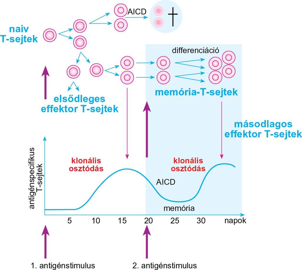 Az antigén-specifikus naiv, effektor és memória-t limfociták kialakulása A naiv T-limfociták antigénspecifikus aktivációjának hatására képződő gyorsan osztódó, de rövid életű effektor T-sejtek az