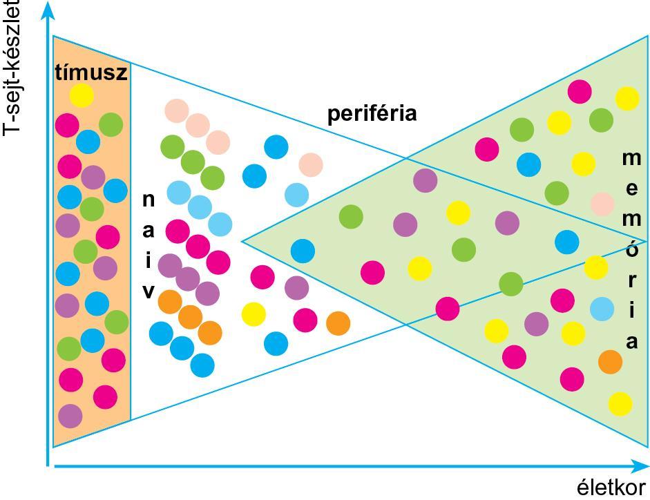 A naiv és memória T-limfociták