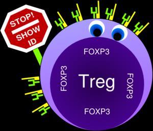 http://multiple-sclerosis-research.blogspot.com/2014/06/t-reg-cells.