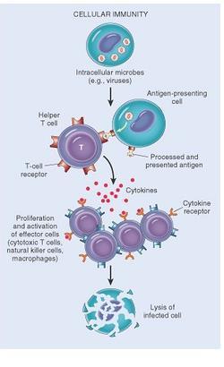 A celluláris immunválasz főként intracelluláris patogének elpusztítására irányul, melynek a fertőzött, ill. megtámadott sejt is áldozatul esik.