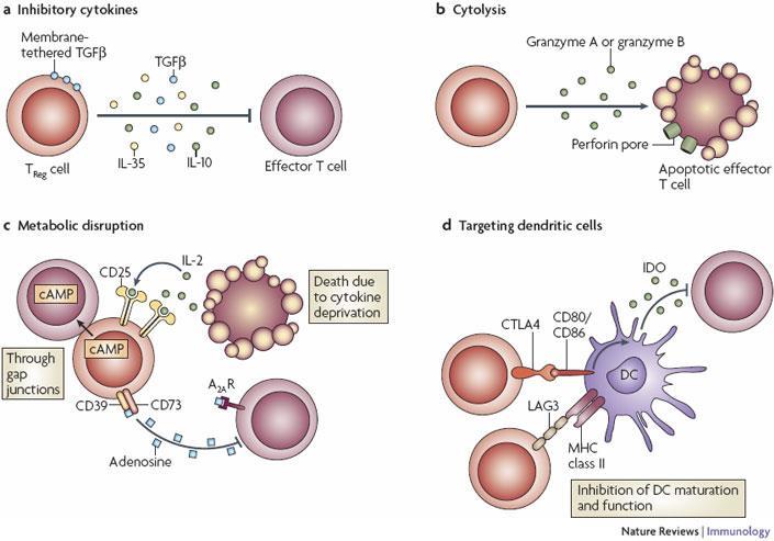 FoxP3-hiány: IPEX syndroma: immune dysregulation,