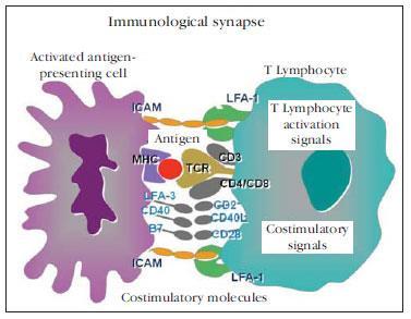 A thymust elhagyó lymphocyták 20-30%-a