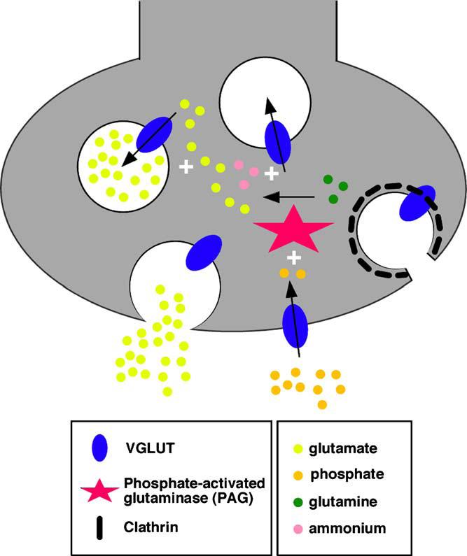 Ha a VGLUT a szinaptikus vezikula membránjában található, akkor egy protonfüggı elektrokémiai grádiens mentén glutamátot szállít a vezikulába.