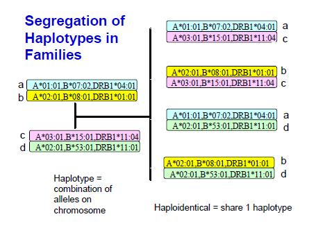A haplotípusok elkülönülése a családban Identikus két személy, ha mindkét
