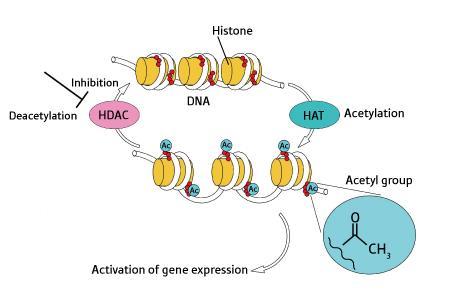 DNS-hipermetiláció In vitro: Candido et al.