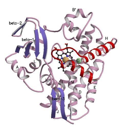 A citokróm P45 (CYP) enzimrendszer Mikroszomális monooxigenáz hemoprotein enzimrendszer Legfőbb szerepe: xenobiotikumok