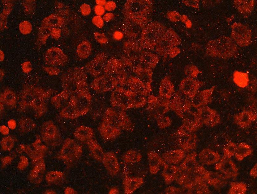 In vitro vizsgálati modell Csirke primer májsejttenyészetek készítése