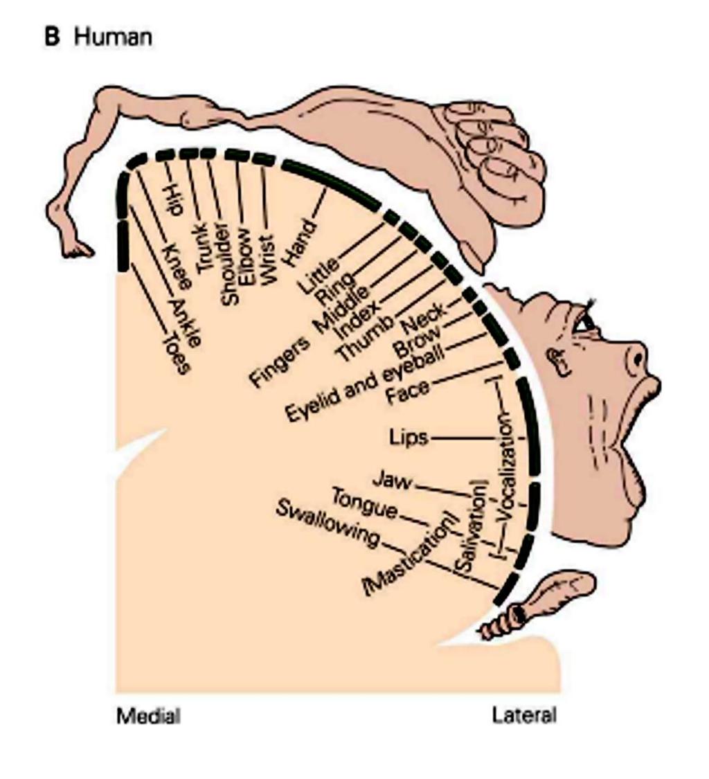 Somatotopia (testtérkép): a motoros homunculus - Agranularis cortex - Columnák kevésbé szigorúan szerveződtek, erős lateralis