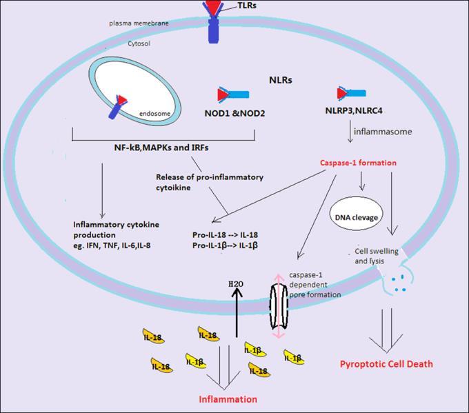 Piroptózis További sejthalálformák Pro-inflammatórikus programozott sejthalál Salmonella typhimurium fertőzött makrofágok nem az apoptotikus kaszpázok szabályozzák hanem gyulladásos kaszpázok (pl.