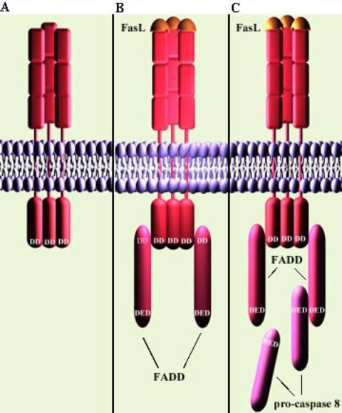 Az apoptózist kiváltó extrinsic útvonal: halálligandok és halálreceptorok Halálligandok: - TNF szupercsalád Halálreceptorok: - TNF-receptor szupercsalád - Haláldomén: intracelluláris fehérje