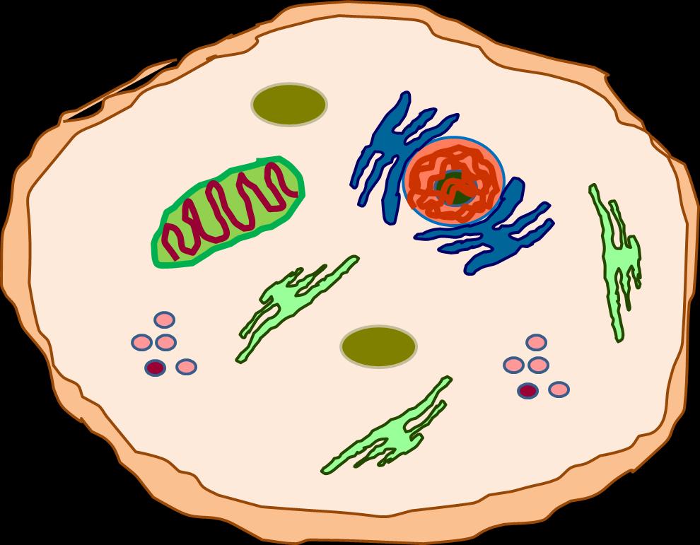 Melanoma