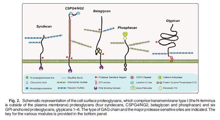 MCSP/CSPG4/NG2... proteoglikán Melanoma-associated chondroitin sulphate proteoglycan (MCSP) I-es típusú transmembrán proteoglikán Melanoma tumorantigén Számos fajban igazolták jelenlétét (pl.
