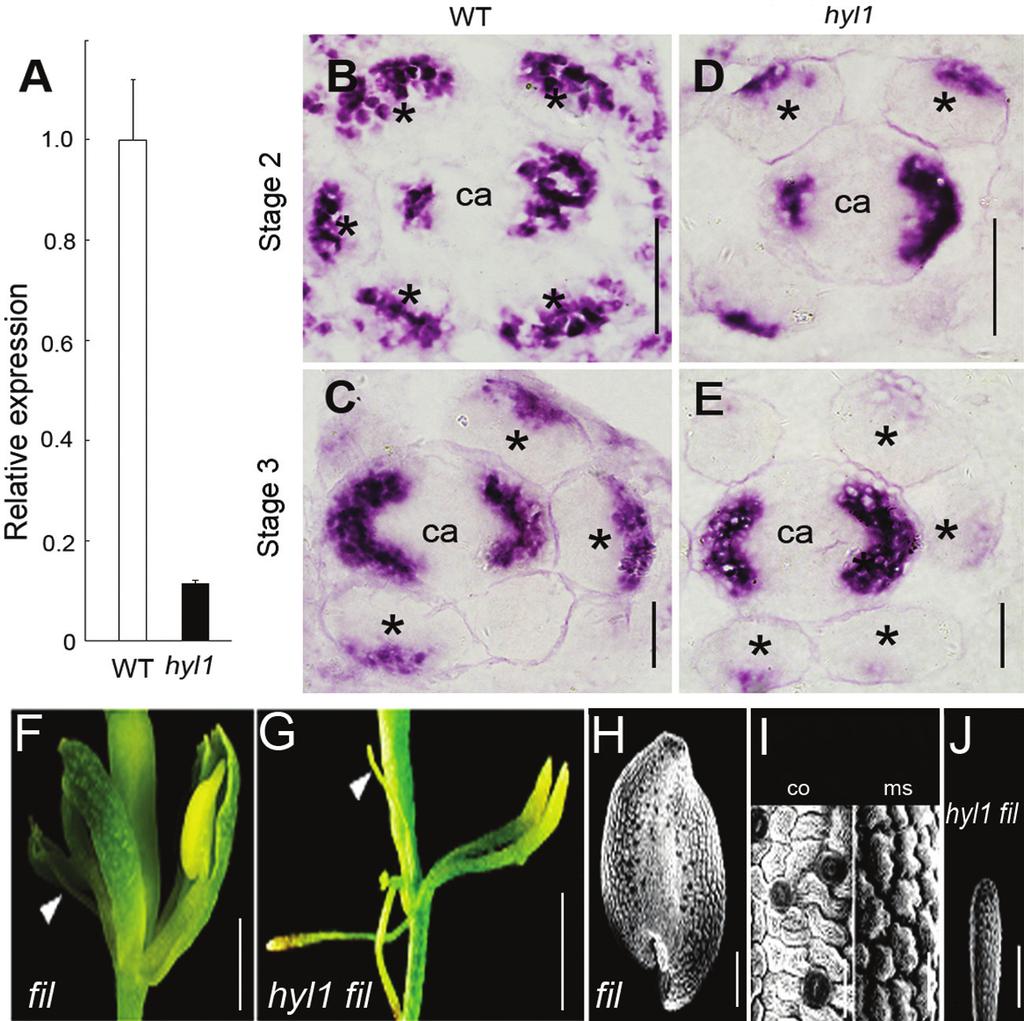 3406 Lian et al. Fig. 7. Temporal and spatial expression of the FIL gene in hyl1 anthers. (A) Relative expression levels of HYL1 in anthers at stage 3, analysed by real-time PCR.
