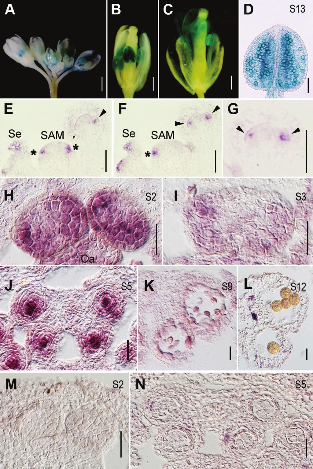 3404 Lian et al. Fig. 5. Temporal and spatial expression of HYL1. (A D) GUS staining of HYL1 in phyl1::gus transgenic plants. (A) Flower buds showing HYL1 expression in anthers.