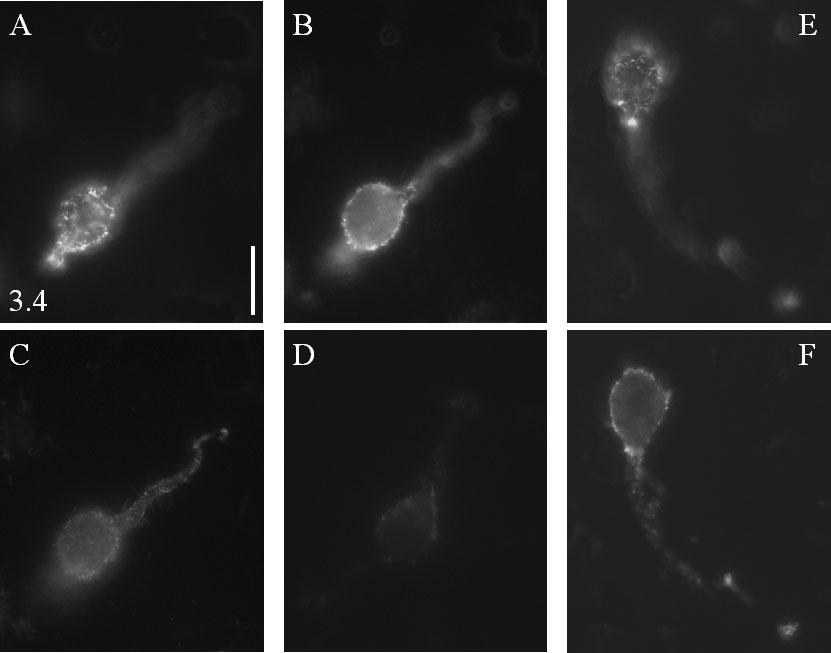 durván granulált jellege. A 6C kép alapján az is nyilvánvaló, hogy a bushy-sejtek nyúlványai is erıs Kv3.4-pozitivitást mutattak.