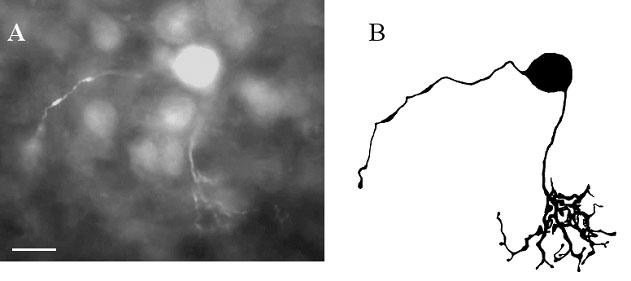 Bár az elızıekben bemutatott kísérletek egyértelmően jelezték, hogy a bushyneuronok a különbözı Kv-csatornák széles választékát expresszálják, különösen érdekes volt azt látni, hogy ezen sejtek
