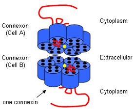 connexonok - homocelluláris vagy heterocelluláris kapcsolat - 1,5 nm