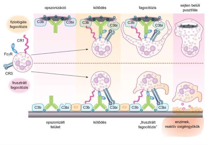 18.10. ábra Fiziológiás és frusztrált fagocitózis A nem fagocitálható szövet károsodik Auto- vagy pl.gyógyszerszármazék antigén Y Pl.