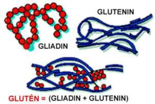 A glutén vagy sikér két fehérje (gliadin és glutenin) keveréke Gabona-allergia: A szervezet allergiás válasza az élelmiszerekben levő különböző fehérjékre pl.