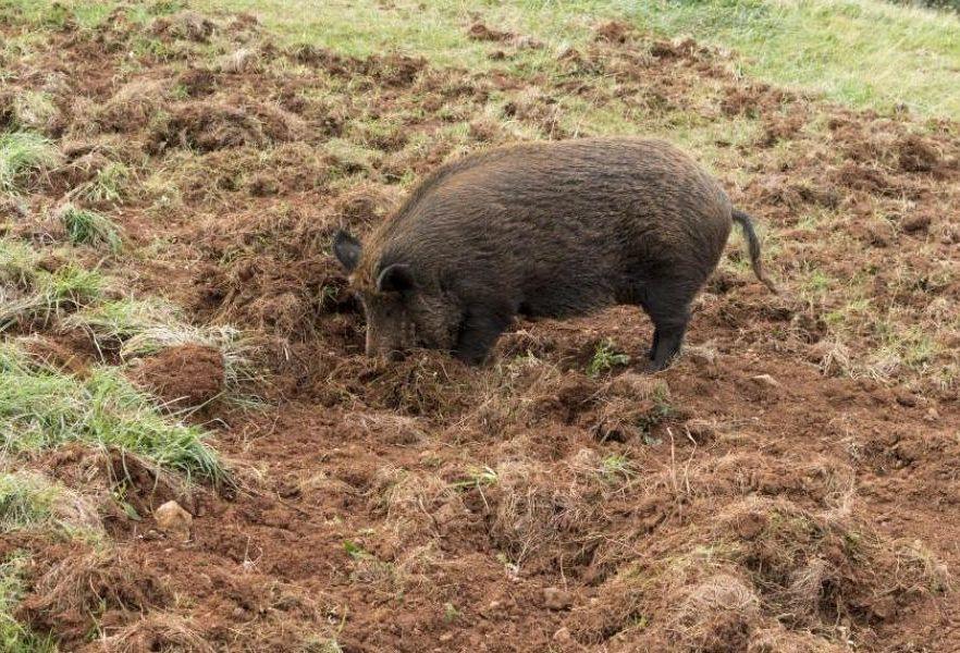 A kirendelt szakértőnek minden eljárás esetén az eseményt (kárrendezési folyamatot) teljes mértékben visszaellenőrizhetően rögzítenie kell (pl. jegyzőkönyvvel, hangfelvétellel, fényképekkel).