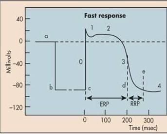 Szakaszok: korai, gyors depolarizáció: gyors Na+ áram, (0) korai repolarizáció: tranziens korai K+ áram, Cl- áram, (1) késői depolarizáció (plató): L típusú Ca2+ csatornák (2) késői
