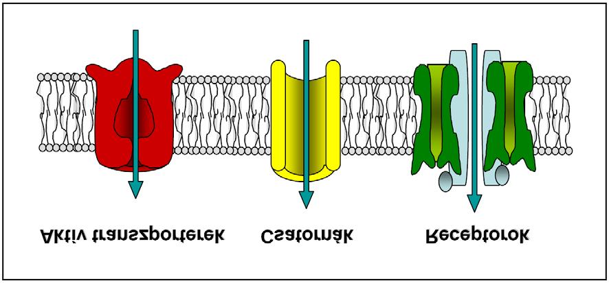 3. ábra: Az ABC fehérjék funkció szerinti csoportjai, illetve működésük Az ABC fehérjék funkciójuk szerint három csoportba sorolhatók, így léteznek aktív transzporterek, csatornák és receptorok.