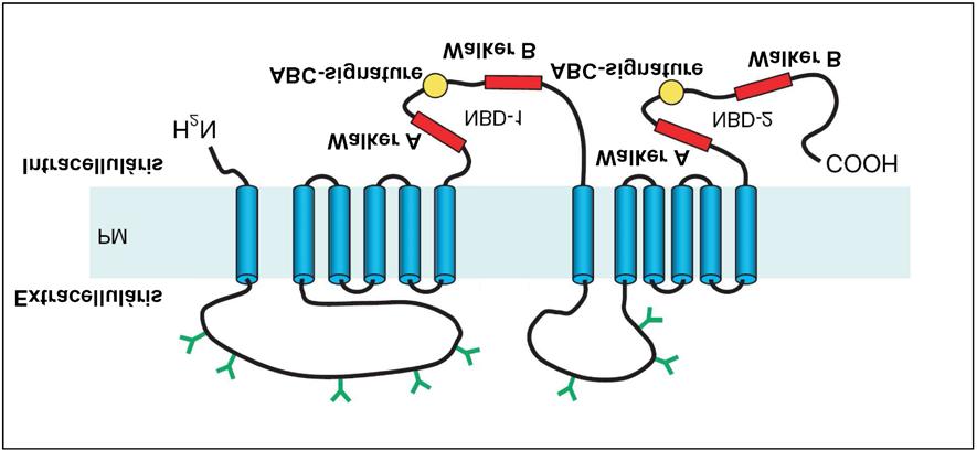 4. ábra: A humán ABCA1 feltételezett membrán-topológiája A humán ABCA1 fehérje két transzmembrán doménből (a 12 TMS-t kék téglalapok jelölik), valamint két intracelluláris ABC-egységből vagy más
