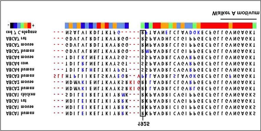 5. ábra: Különböző gerinces fajokból származó ABCA1 fehérjék és a C. elegans ortológ fehérje aminosav szekvenciáinak összehasonlítása Az ábrán az ABCA1, A2, A3, A4, A7 és a C.