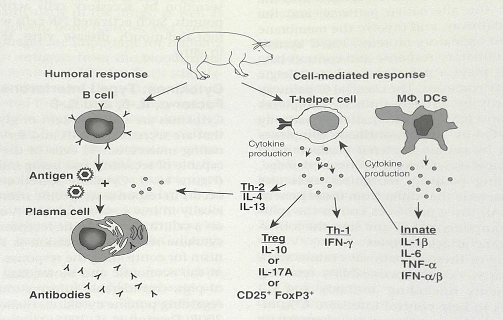 Adaptív immunitás Humorális immunválasz Ag T sejt aktiváció (CD4) (subpopuláció képződés a nycs paracortexében)