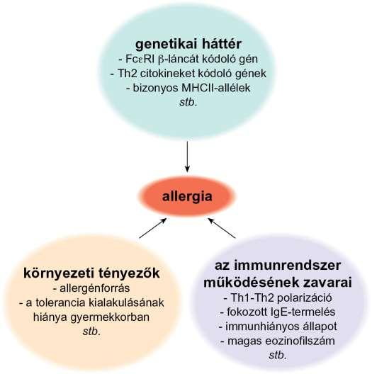 18.1. ábra Az allergia