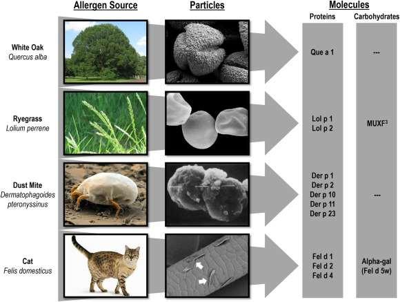 Allergének egyed a hordozó partikulum - fehérjemolekula