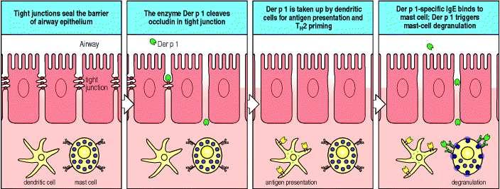 Az enzim aktivitású allergének segítik az epitél-rétegen való átjutást házipor atka Der p1 A légutak zárt epitéliuma A Der p1 hasítja az okkludint A