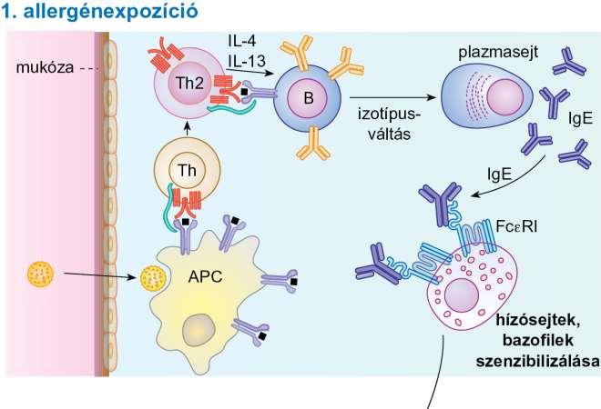 Az azonnali típusú túlérzékenységi reakció kialakulásának mechanizmusa I. 1.