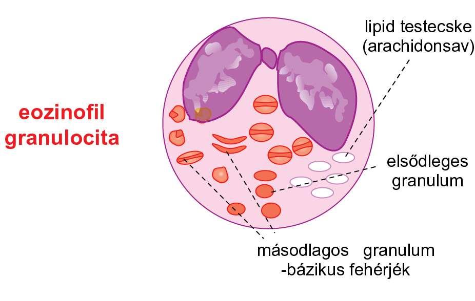 Az allergiás reakció késői fázisában: eozinofil granulociták - nem-osztódó, csontvelő-eredetű sejtek - gyulladásban vesznek részt (asztma, allergia, parazitás fertőzések eozinofília) - gyulladáskor